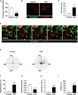 Neutrophils Return to Bloodstream Through the Brain Blood Vessel After Crosstalk With Microglia During LPS-Induced Neuroinflammation